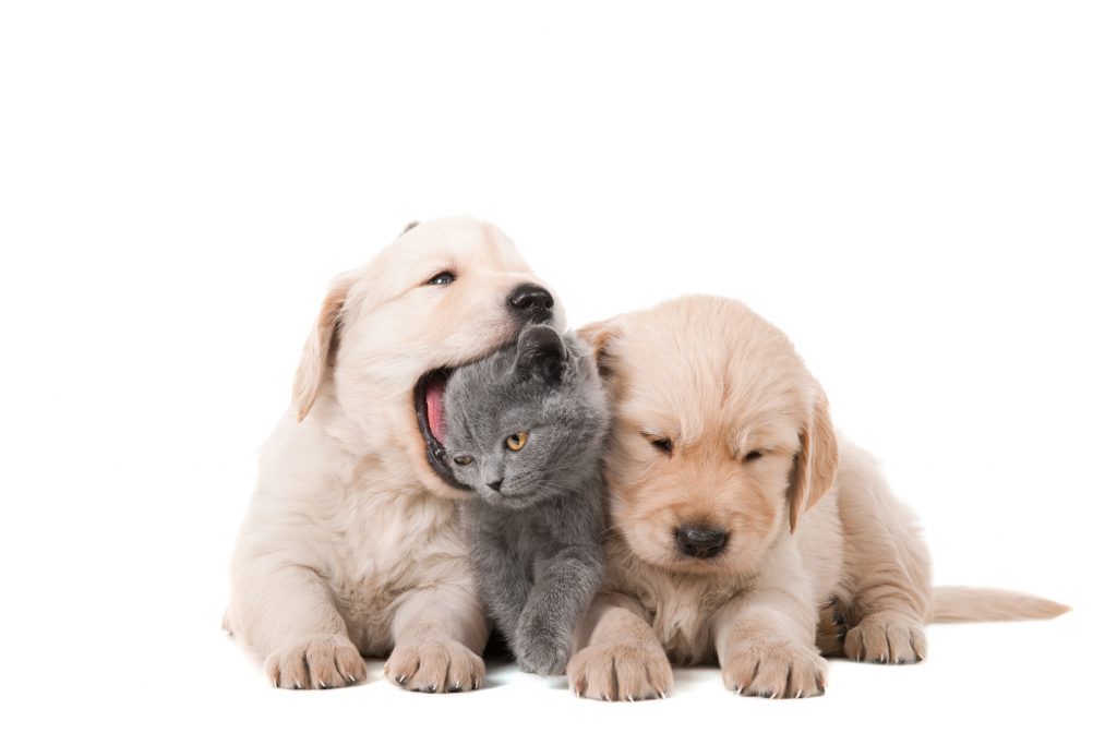 00 cute baby animals baby animals