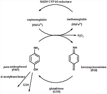 Acetaminophen Toxicity in Cats