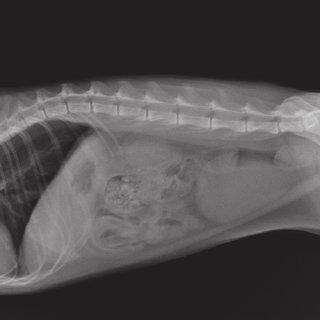 Aortic Thromboembolism in Cats