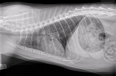 Asthma and Bronchitis in Cats