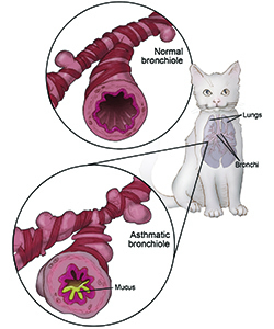 Asthma and Bronchitis in Cats