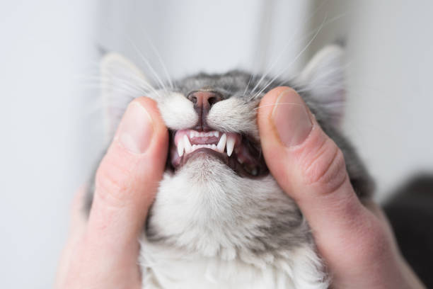 Persistent Deciduous Teeth (Baby Teeth)