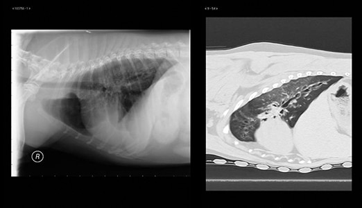 Canine Chronic Bronchitis (CCB)