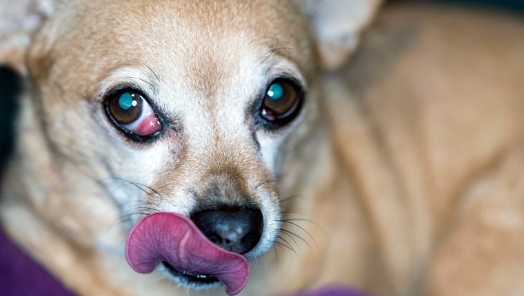 Third Eyelid Prolapse (Cherry Eye) Repair Surgery