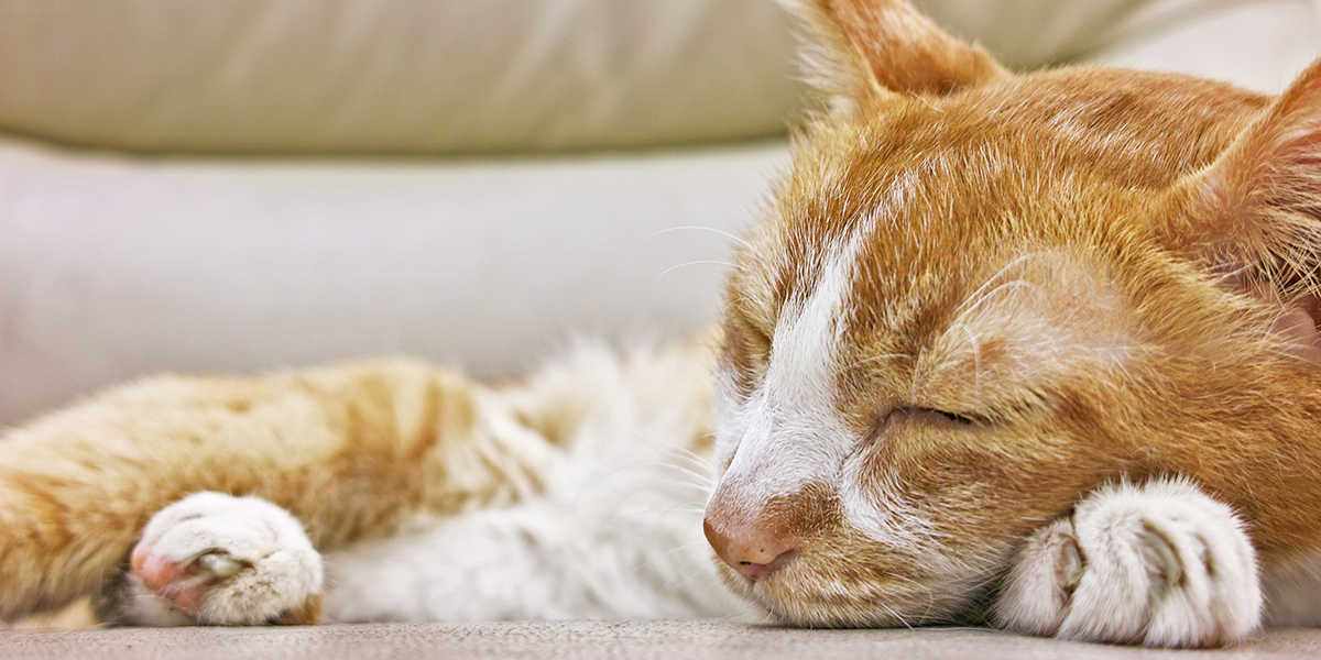 Chronic Kidney Disease in Cats