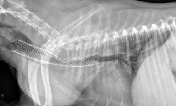 Collapsing Trachea in Dogs