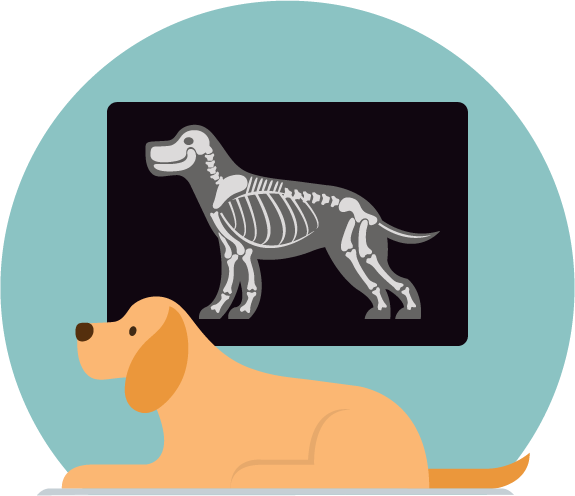 Conscious vs Sedated Radiographic