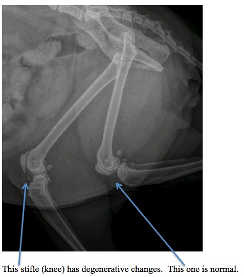 Degenerative Joint Disease Cat