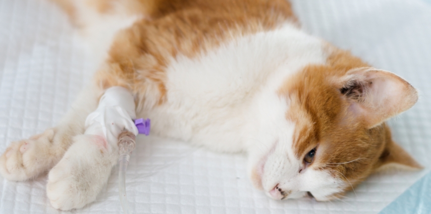 Feline Transfusion and Blood Typing