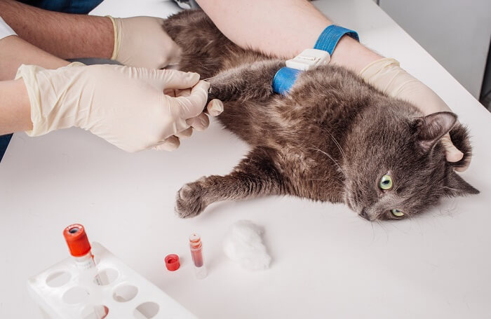 Feline Transfusion and Blood Typing