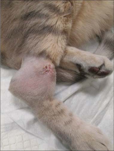 Feline Lymphoma