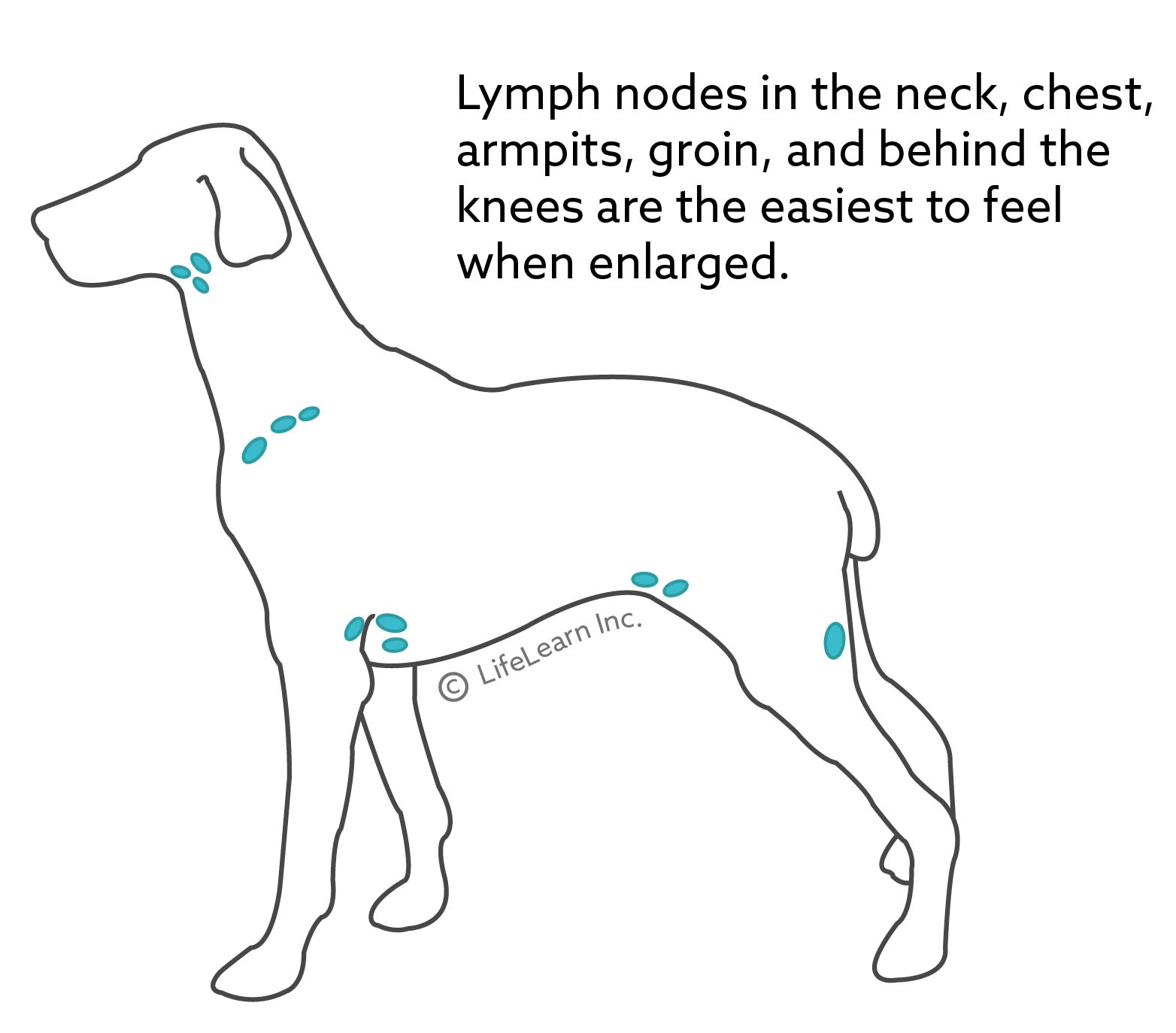 Canine Lymphoma