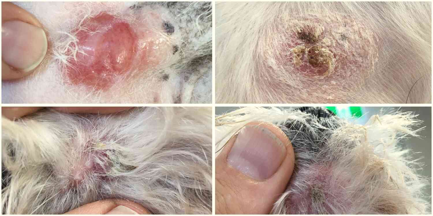 Canine Lymphoma