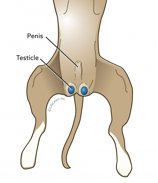 Neutering in Dog