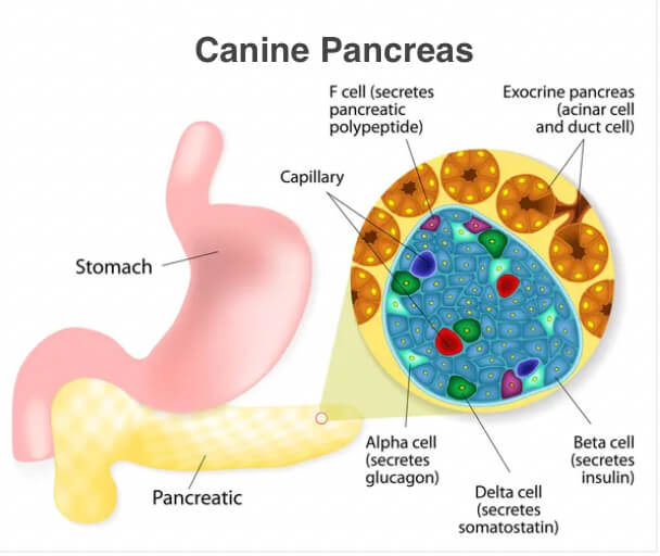 Pancreatic Insufficiency in Dogs