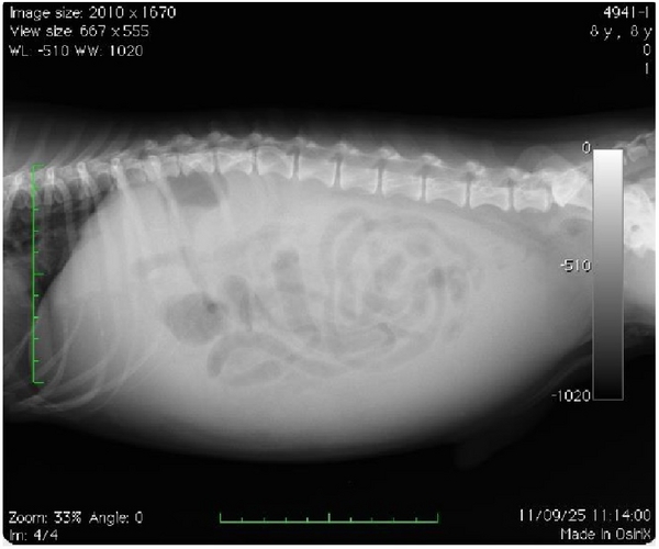 Pheochromocytoma in Dogs