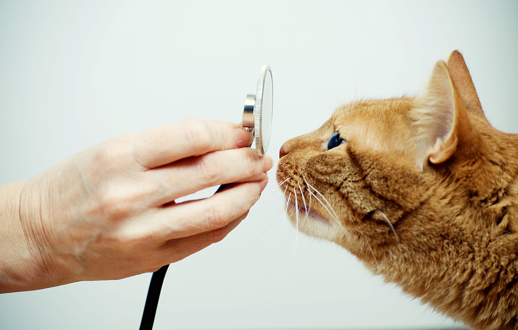 Wellness testing for Senior Cats