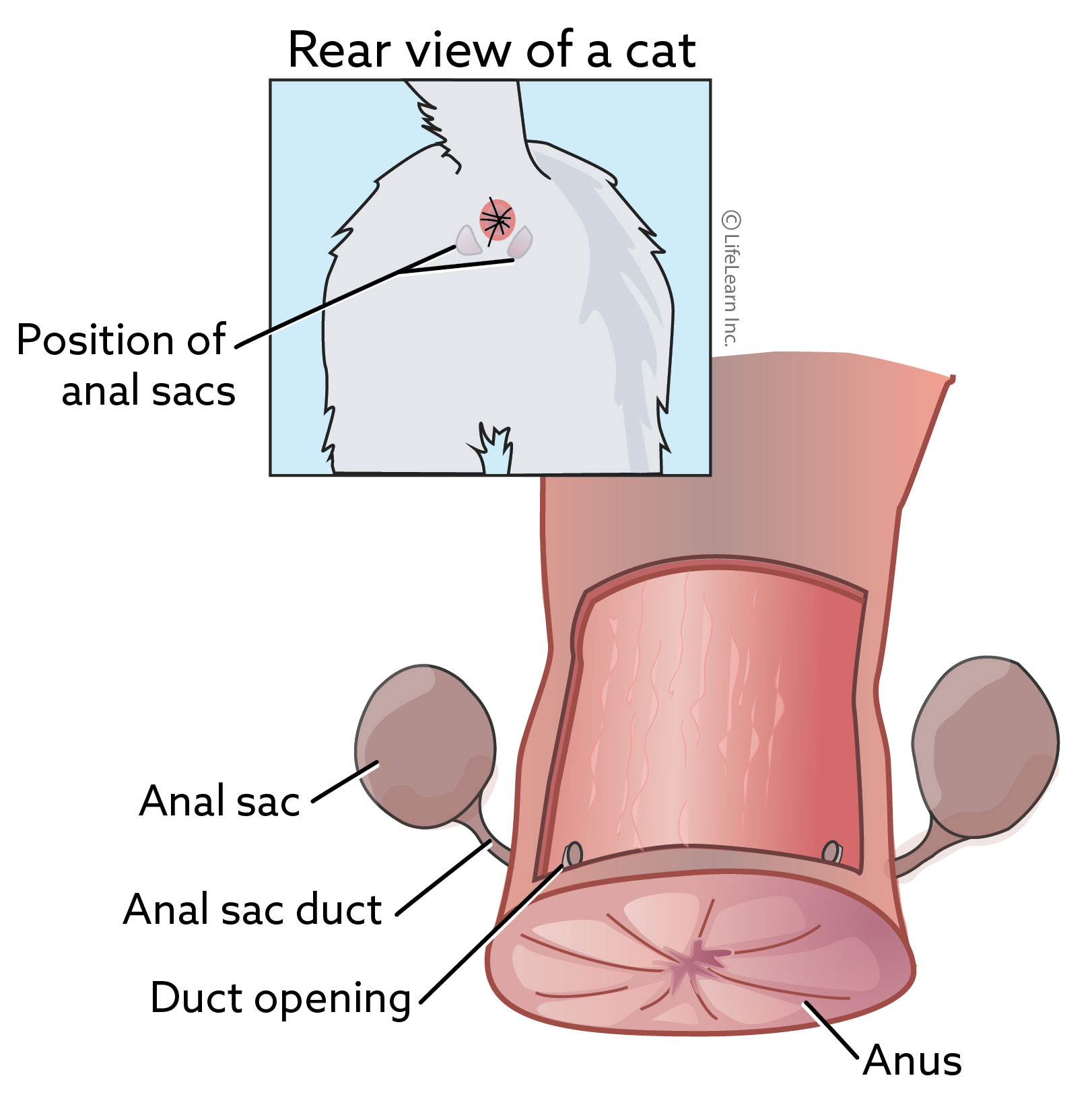 Anal Gland Sacculectomy