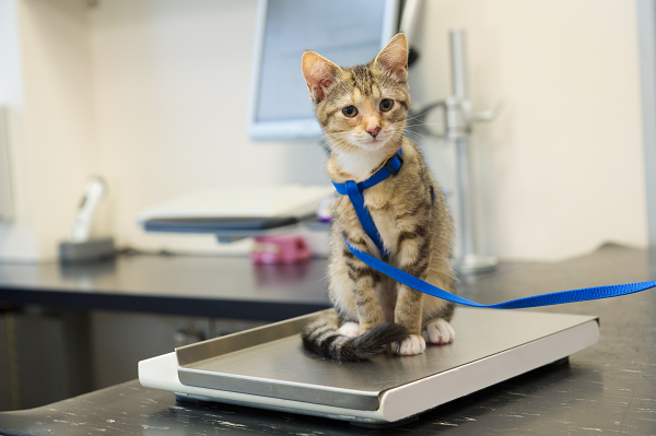 Wellness examination in cats