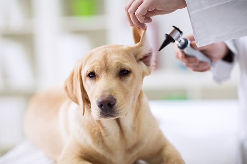 wellness examination in dogs